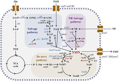 Biosynthesis of β-nicotinamide mononucleotide from glucose via a new pathway in Bacillus subtilis